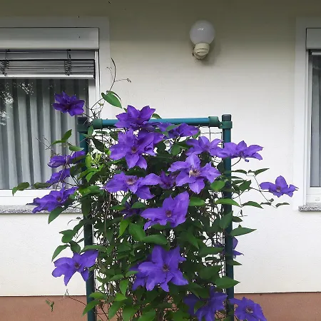 Pensión Sobe Ravbar